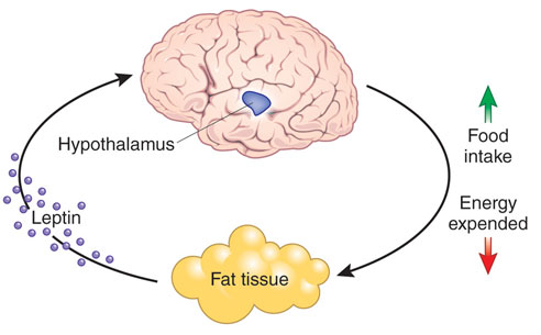 fat burning